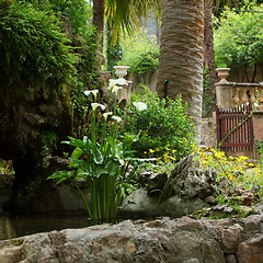 Image showing Arum lilies growing in a garden rock pool