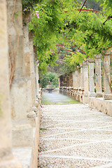 Image showing Walkway under a trellised vine