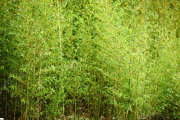 Image showing Stand of fresh young bamboo