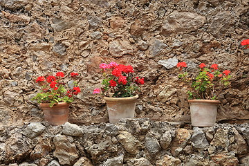 Image showing Colourful potted red geraniums