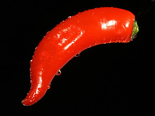 Image showing Pepper