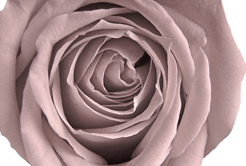 Image showing Pale Victorian Rose