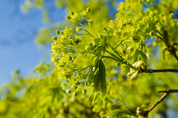 Image showing Spring. Young leaves of a maple
