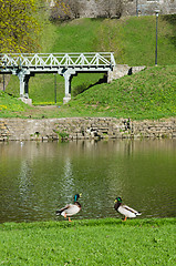 Image showing Ducks on the pond in spring Park  