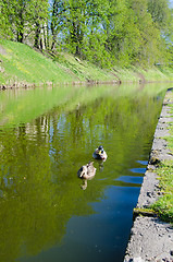 Image showing Ducks on the pond in spring Park  