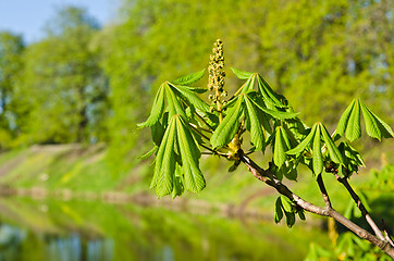 Image showing Spring. Young leaves of a chestnut a close up