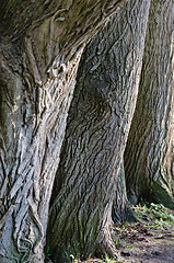 Image showing Trunks of old trees a close up