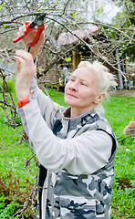 Image showing Woman cuts a branch at an Apple-tree, a spring in the garden 