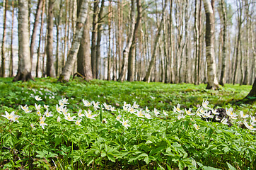 Image showing The first spring flowers in a birchwood