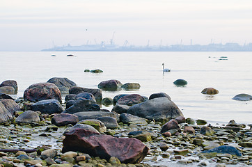 Image showing Stony coast of Baltic sea early in the morning