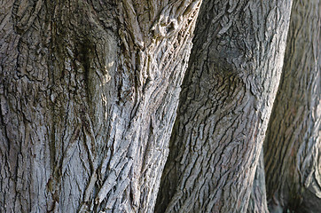 Image showing Trunks of old trees a close up