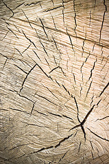 Image showing transverse cutting of an old dry wood  