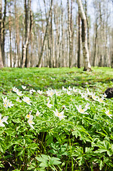 Image showing The first spring flowers in a birchwood