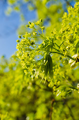 Image showing Spring. Young leaves of a maple