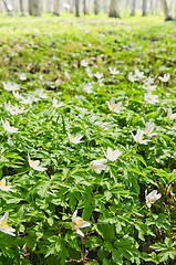 Image showing The first spring flowers in a birchwood