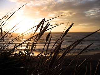 Image showing Sunset over the ocean with reeds