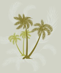 Image showing Palm trees