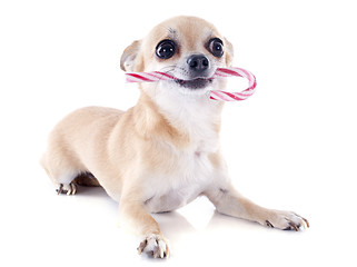 Image showing puppy chihuahuaand barley sugar