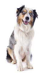 Image showing australian shepherd