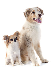 Image showing australian shepherd and chihuahua