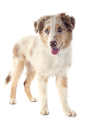 Image showing puppy australian shepherd