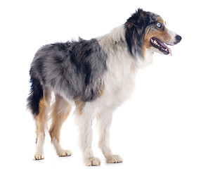 Image showing australian shepherd