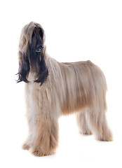 Image showing afghan dog