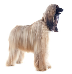 Image showing afghan dog