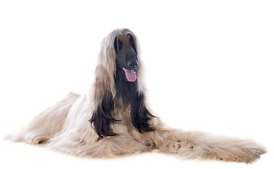 Image showing afghan dog