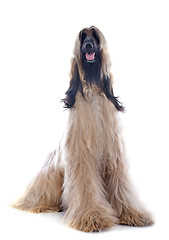 Image showing afghan dog