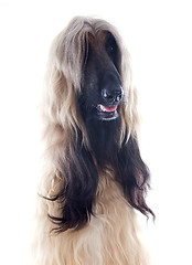 Image showing afghan dog