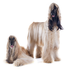 Image showing afghan dogs