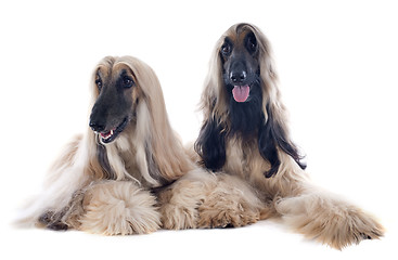 Image showing afghan dog