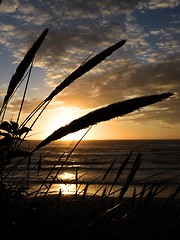 Image showing Sunset with reeds silhouette.