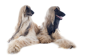 Image showing afghan dogs