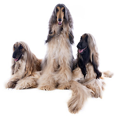 Image showing afghan dogs