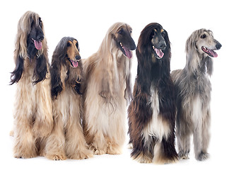 Image showing afghan dogs