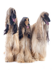 Image showing afghan dogs