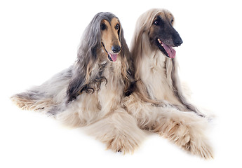 Image showing afghan dogs