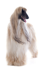 Image showing afghan dog