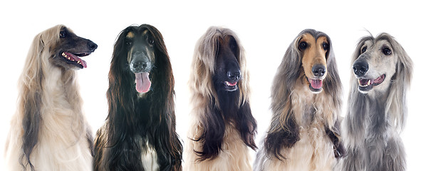 Image showing afghan dogs