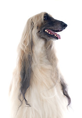 Image showing afghan dog