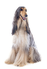 Image showing afghan dog