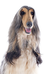 Image showing afghan dog