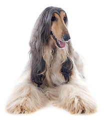 Image showing afghan dog