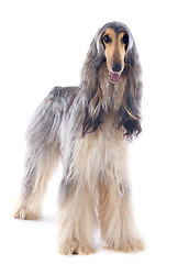 Image showing afghan dog