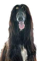 Image showing afghan dog