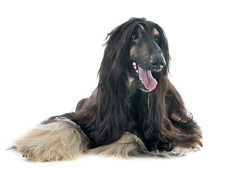 Image showing afghan dog