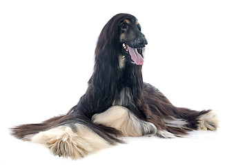 Image showing afghan dog