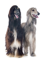 Image showing afghan dogs